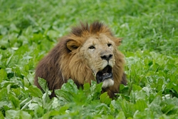 /i//tn_lion_green.jpg