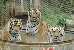 /i//tn_watertigers.jpg
