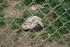 Decaying pig in wolf enclosure