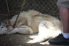 Nanook - wolf dog