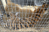 tiger in transport cage 2