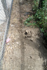 Walkway to wolf-dog littered with bones
