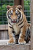 Tiger Membership